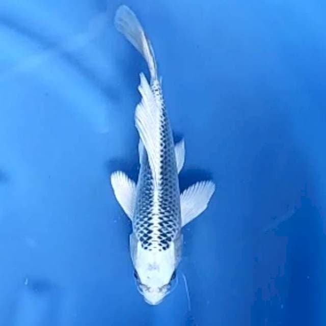 GIN MATSUBA KUMPAY # 27CM