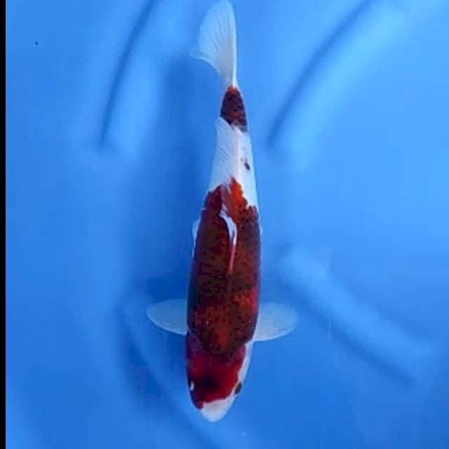 GOROMO JANTAN # 31CM