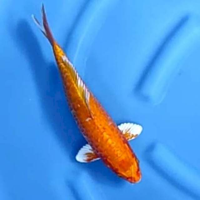 ORENJI ARAGOKE # 32CM