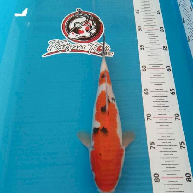 KAISAR_SANKE_28CM