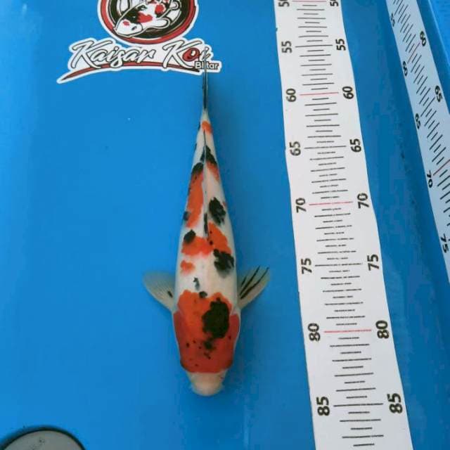 KAISAR_SANKE_27CM
