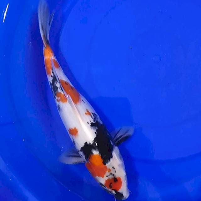 MARUTEN SHOWA 35CM