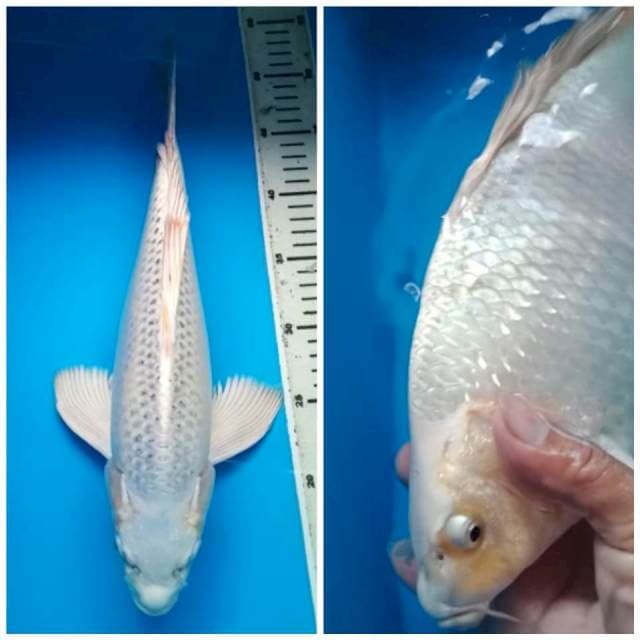 GIN MATSUBA KUMPAY JUMBO PUNUK 38 Cm, JANTAN
