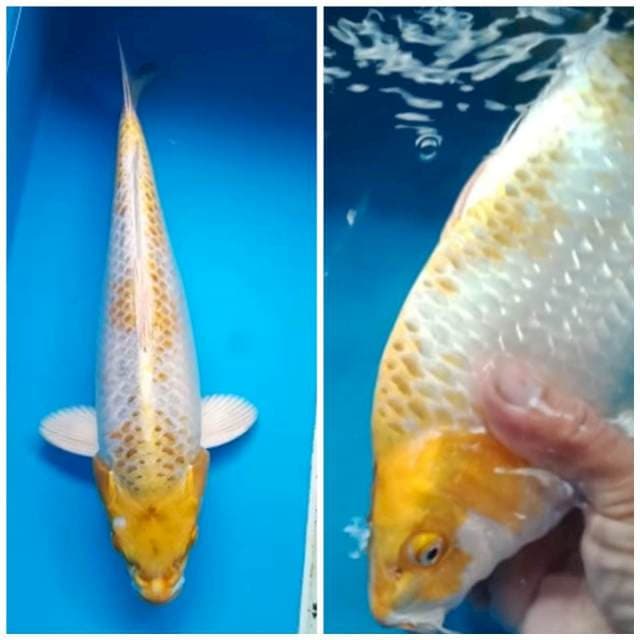 HARIWAKE BODY JUMBO PUNUK 35 Cm, JANTAN