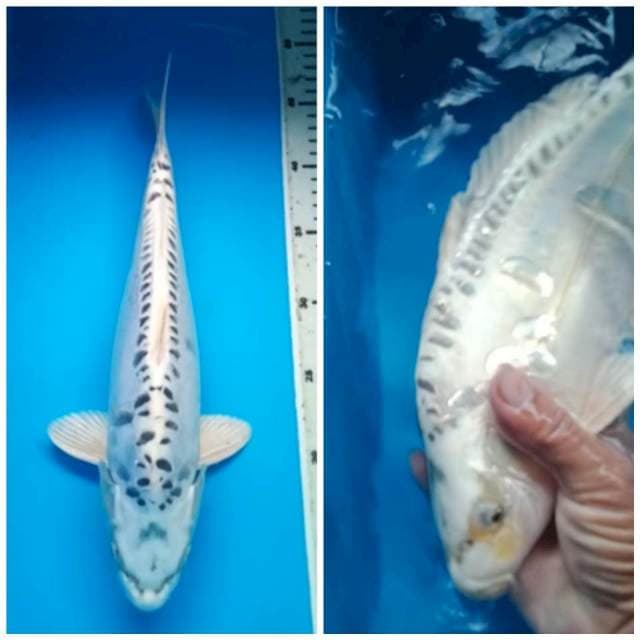 GIN MATSUBA DOITSU PUNUK 35 Cm, JANTAN