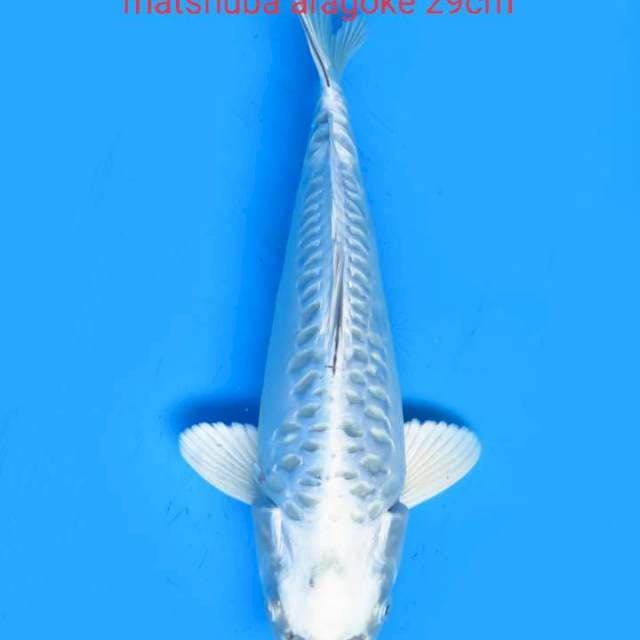 Matshuba aragoke 29cm