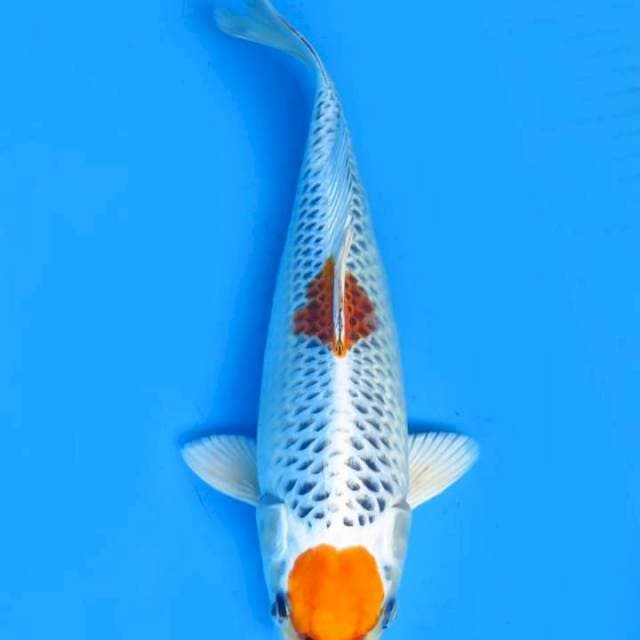 Maruten kujaku 28cm