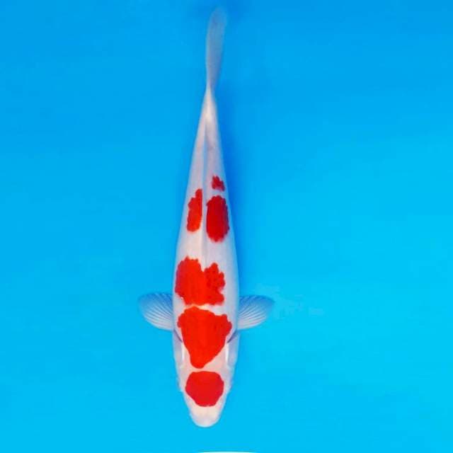 YOKO 5 - Maruten Kohaku ®