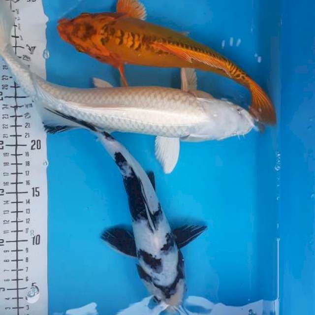 Mix koi 27 up