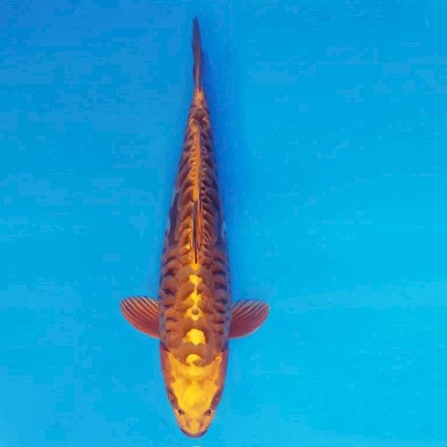 YOKO 11 - Golden Kawarimono ®