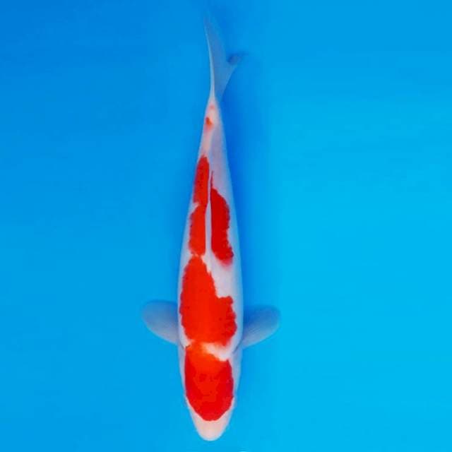 YOKO 12 - Kohaku ®