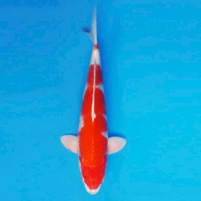 YOKO 13 - Kohaku Hikari ®