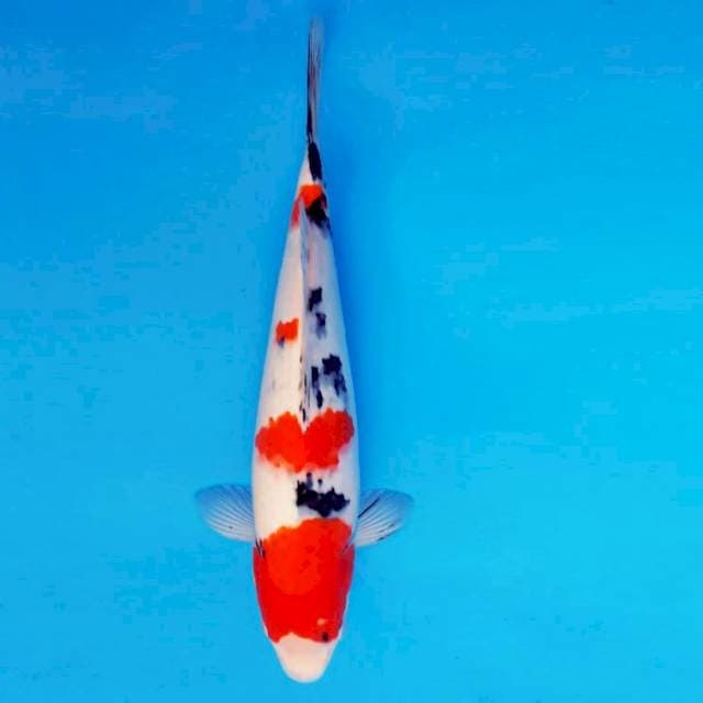 YOKO 16 - Taisho Sanke ®
