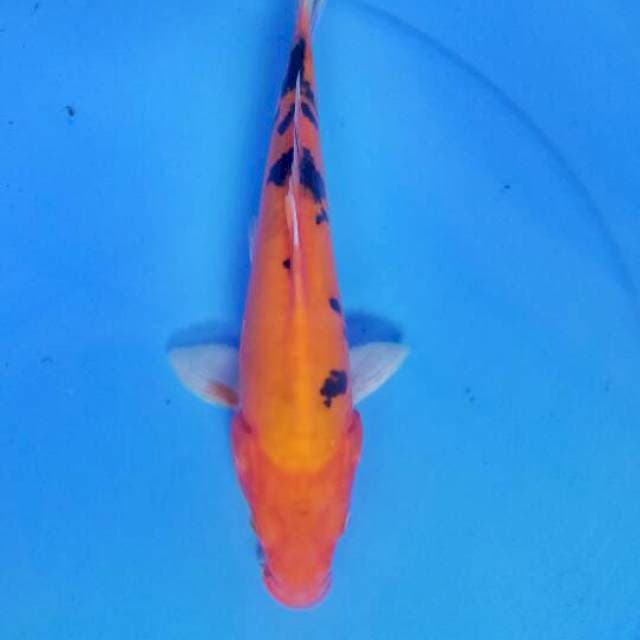 Akabeko 27 cm