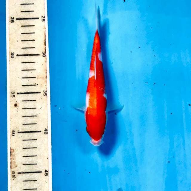 Kohaku, 18 cm
