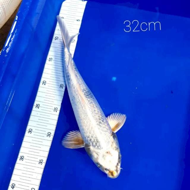 Kin gindrin 32cm