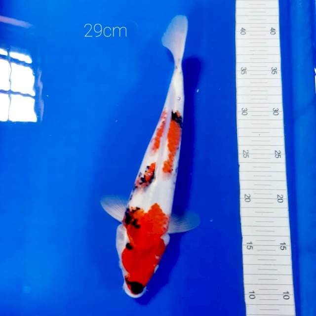 Showa 29cm