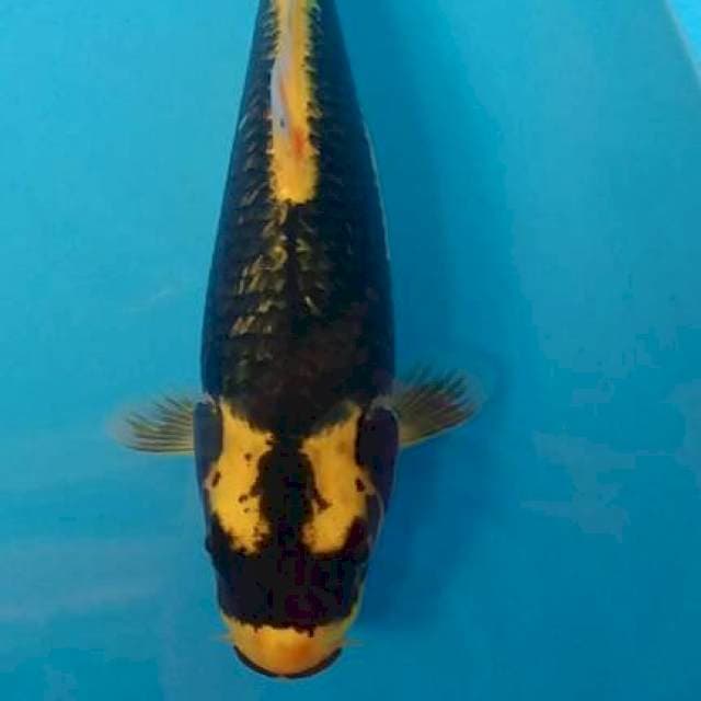 Serap Kabuto gindrin 34cm