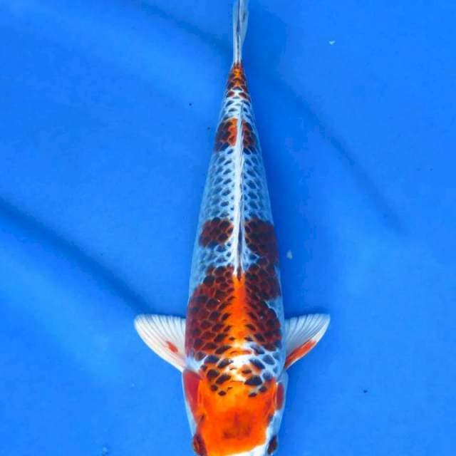 Kujaku 28cm ml