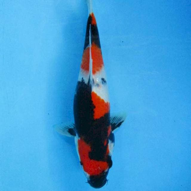 SHOWA- fimale 33 cm