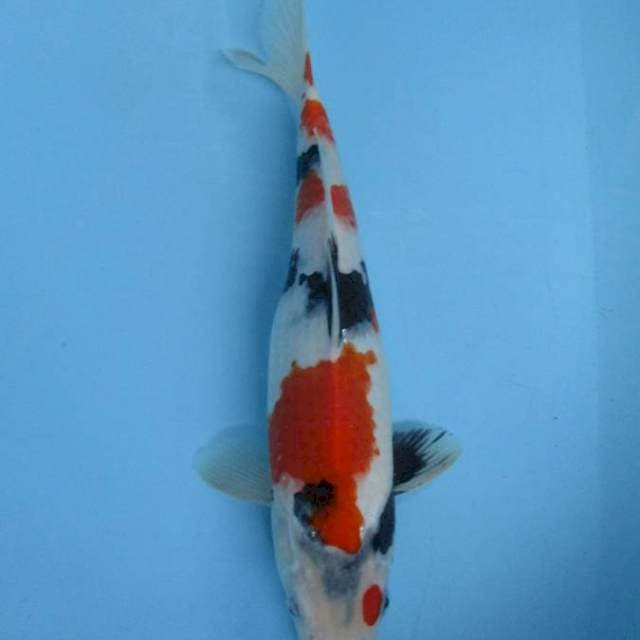 Kindai Showa 32 cm