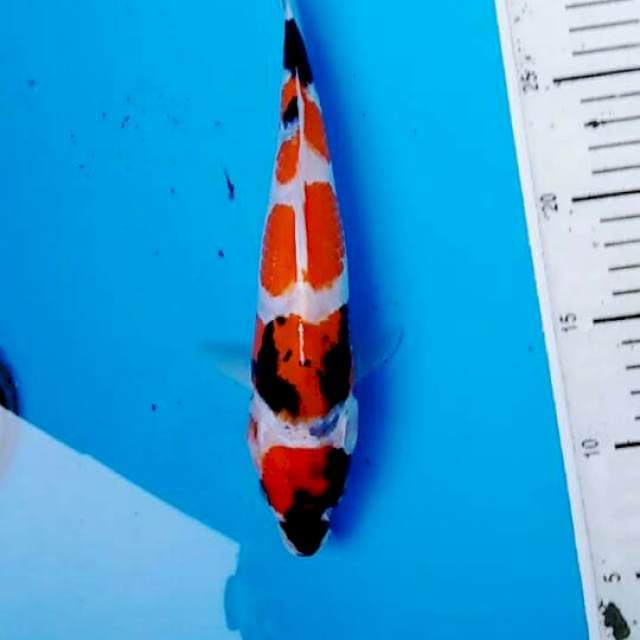 Showa24cm
