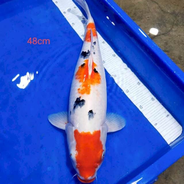 Sanke 48cm