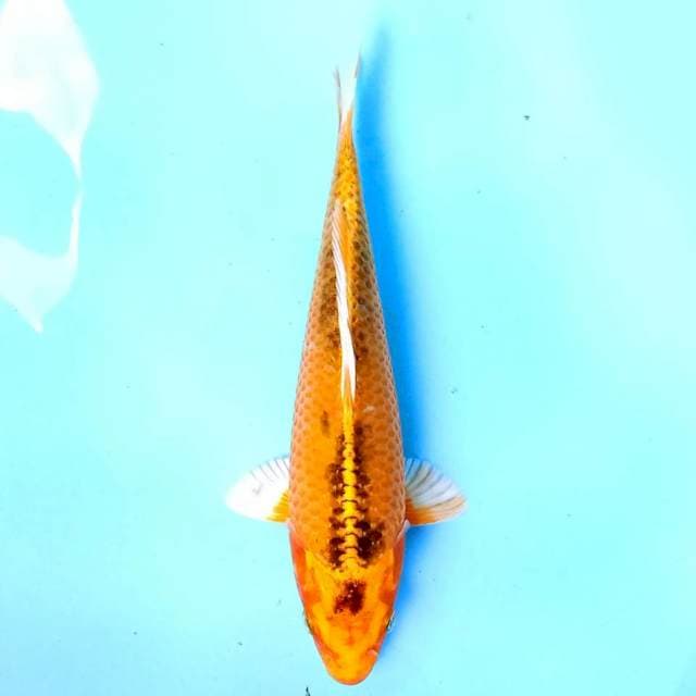 Aka matsuba 22cm