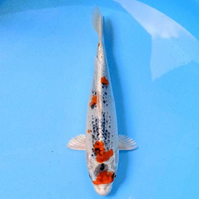 Kujaku 23cm