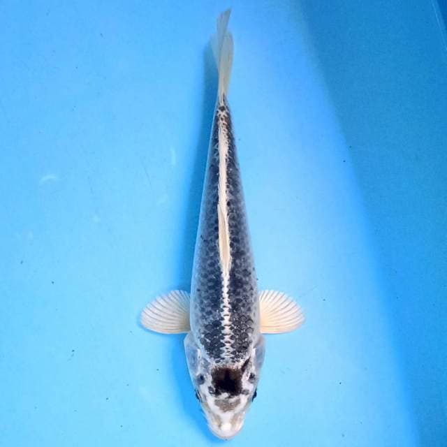 Matsuba 22cm