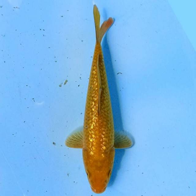Chagoi Ginrin 20cm