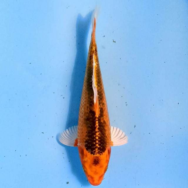Aka Matsuba 20cm