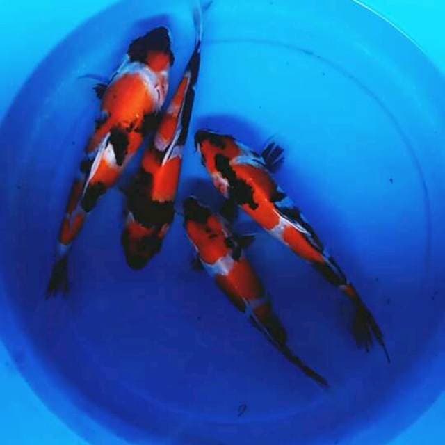 Showa:23:28cm