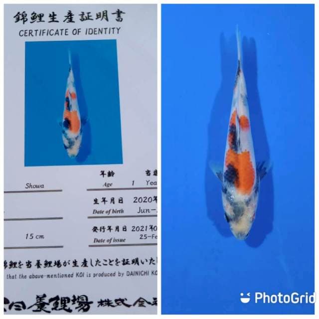 Showa tosai dainichi
