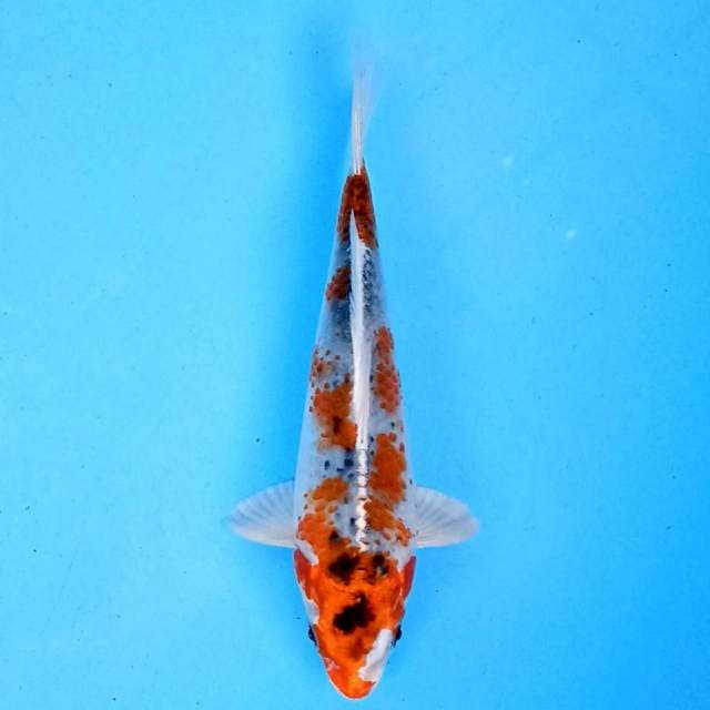 Hesei Nishiki 18cm