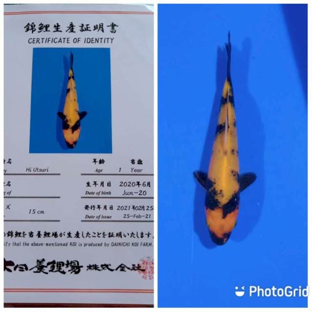Hi utsuri dainichi tosai