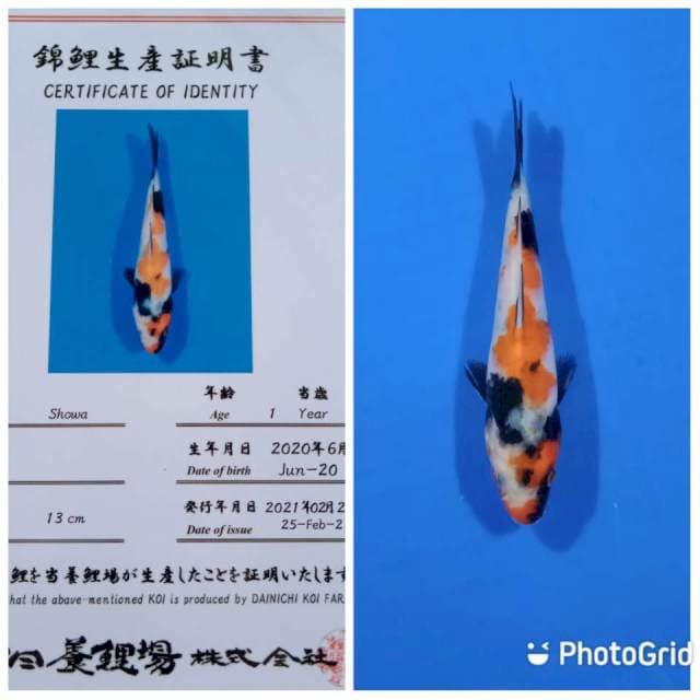 Showa tosai dainichi