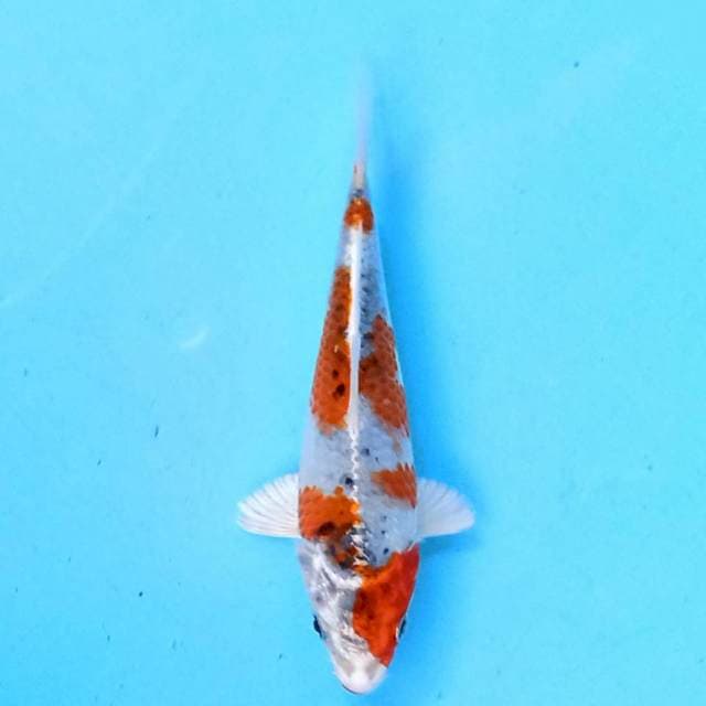 Hesei Nishiki 17cm