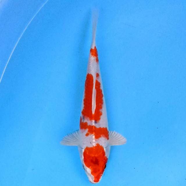 Sanke Hikari 19cm
