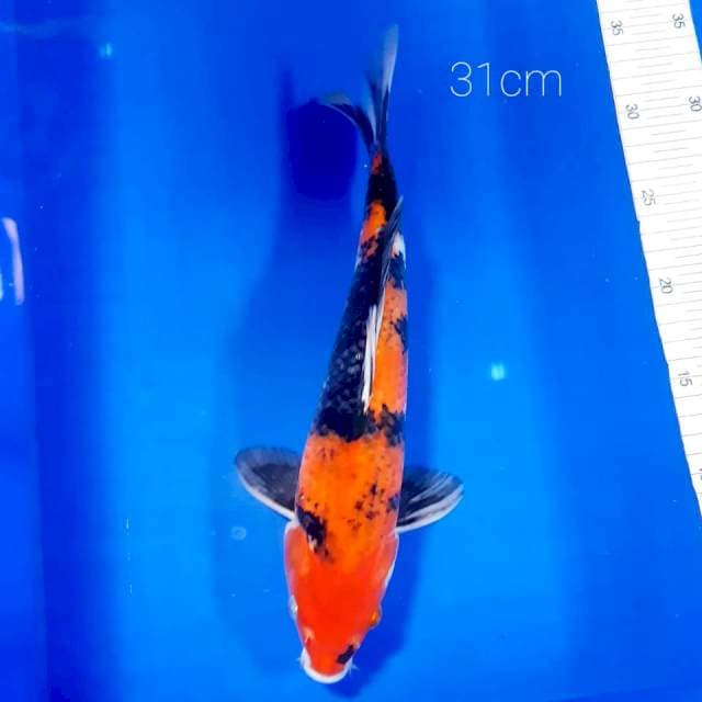Showa 31cm