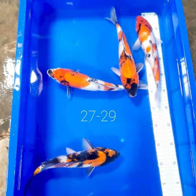 ShowA 27-29cm