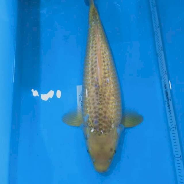 Midori ginrin 42 cm