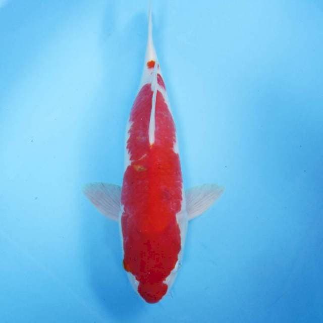 Kohaku