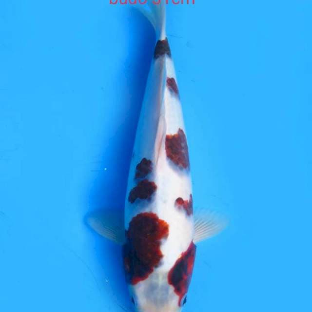 Budo 31cm