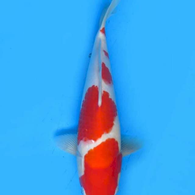 Kohaku 28cm