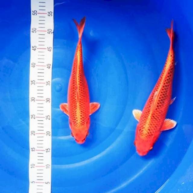 Kin Matsuba 37-39cm