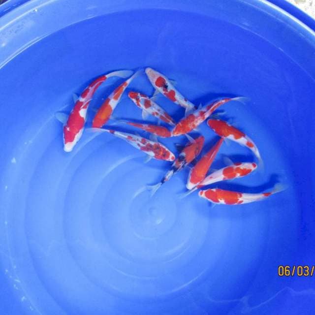 Paket mix 10 ekor