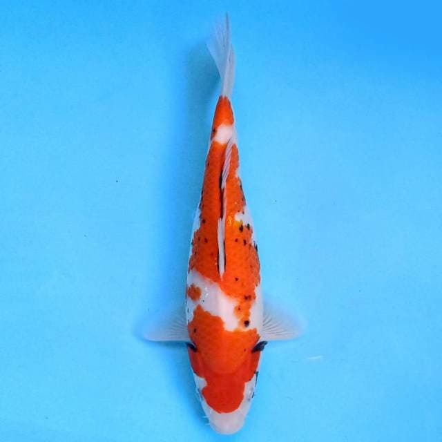 Beni Matsukawabake tategoi 30 cm