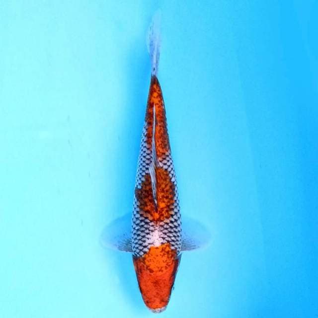 Beni Matsukawabake 25 cm