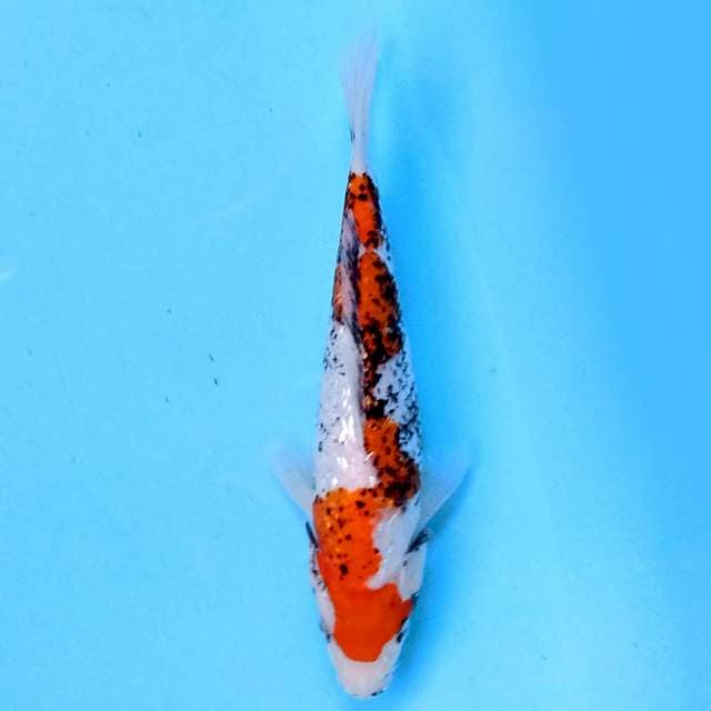 Beni Matsukawabake Ginrin 24 cm